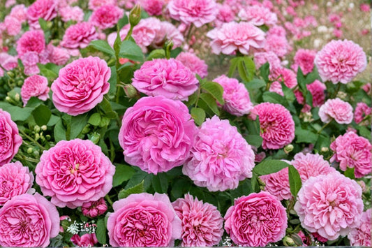 Damask Rose 10 Cuttings (Rosa damascena) Fragrant Garden Rose