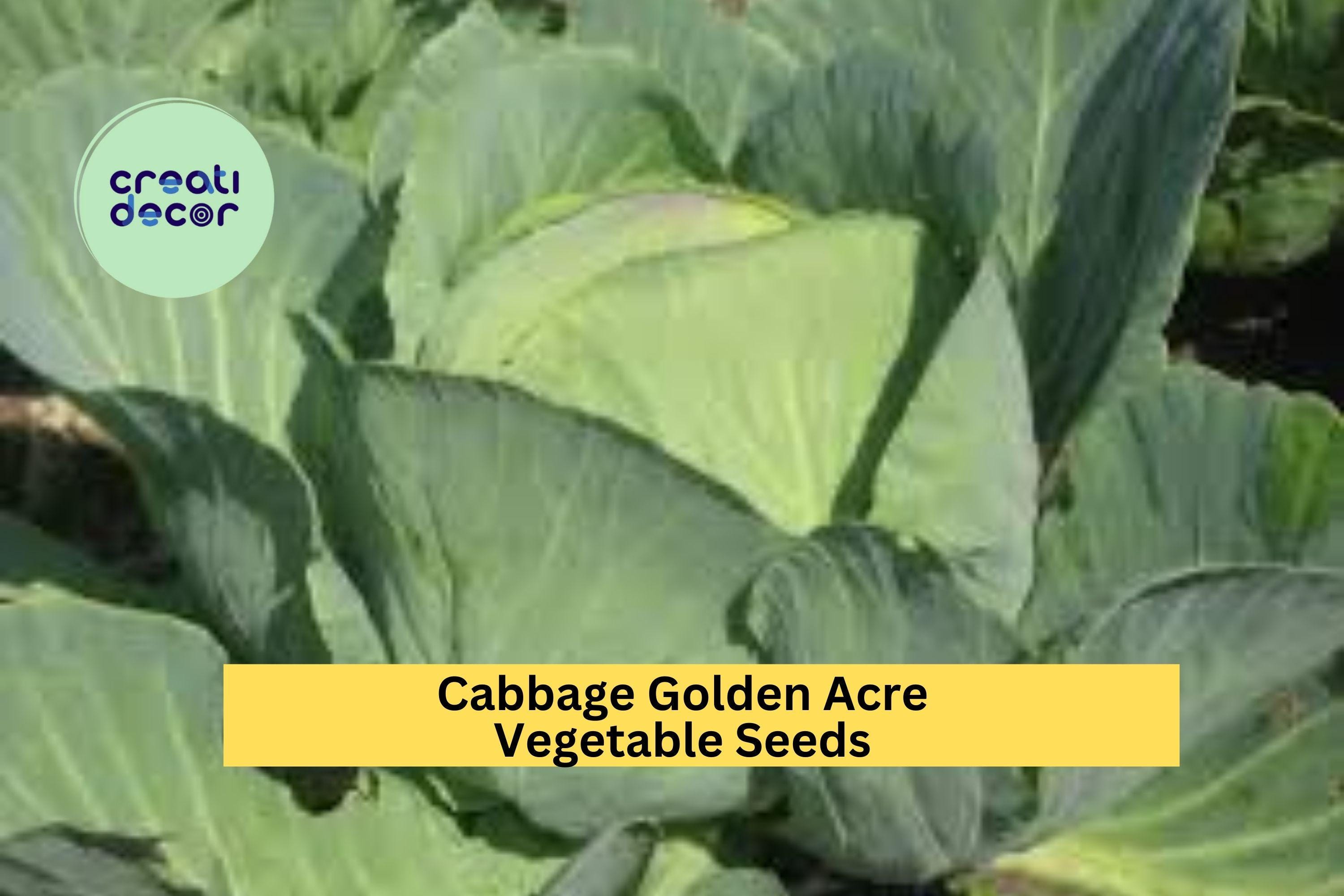 3pcs x 1g Golden Acre Cabbage Seeds – Early Heirloom Variety for Garden Beds, Raised Rows, or Container Growing Seeds for Planting
