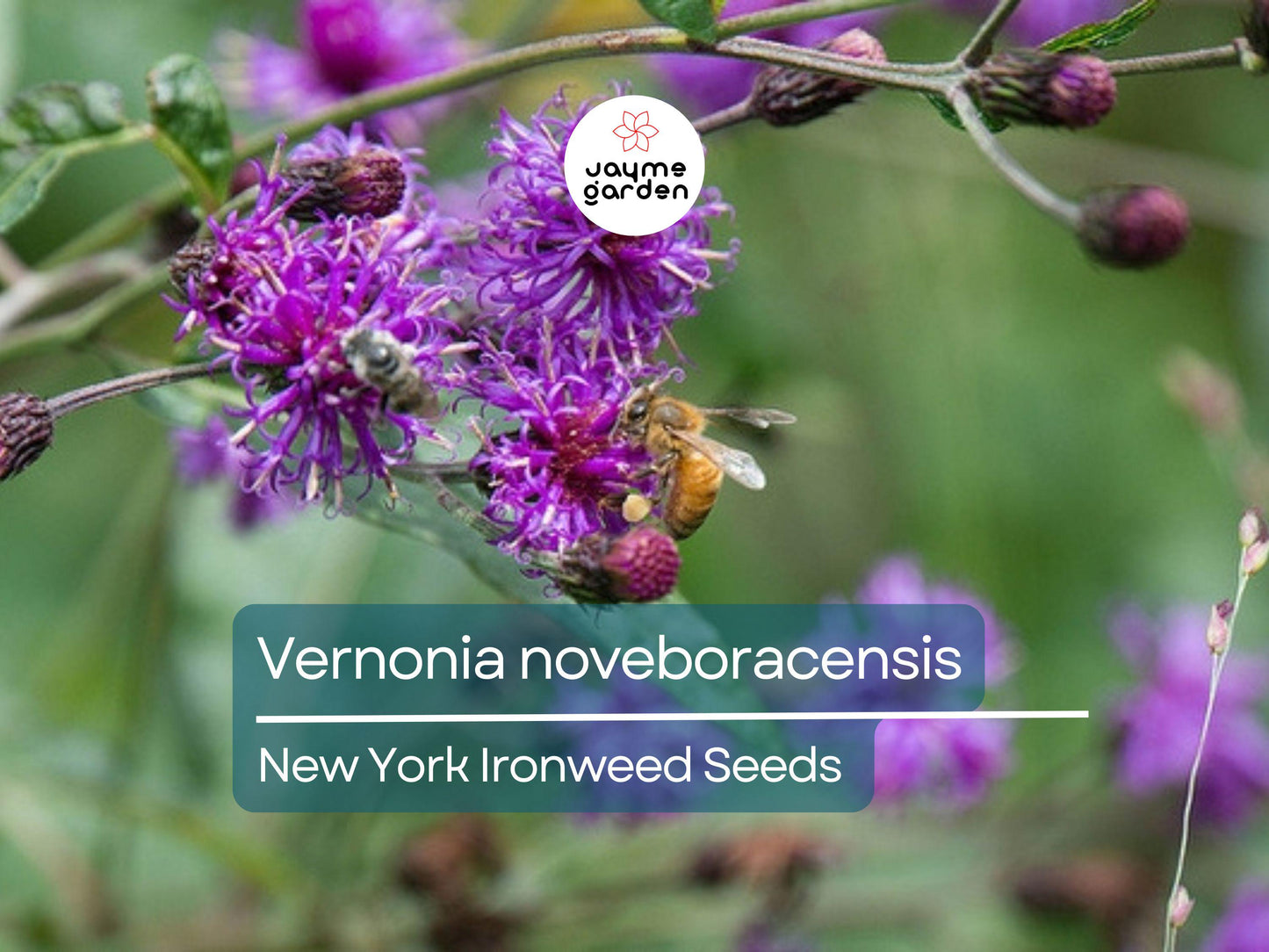 400 Seeds Vernonia Noveboracensis | New York Ironweed Seeds for Planting | Purple Flowering Perennial | Pollinator Attracting Garden Plant