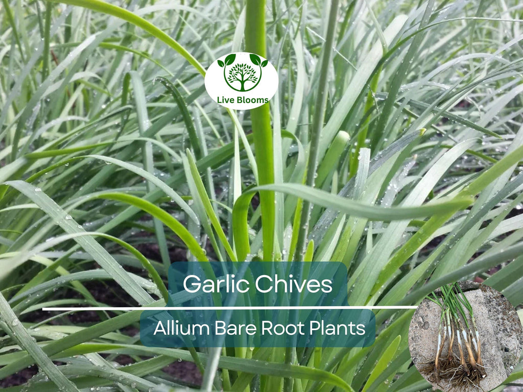 35 Garlic Chives Plants - Live Bare Root Organic Leek - Allium tuberosum, Edible Perennial Herb, Non-GMO, Hardy Garden Starter