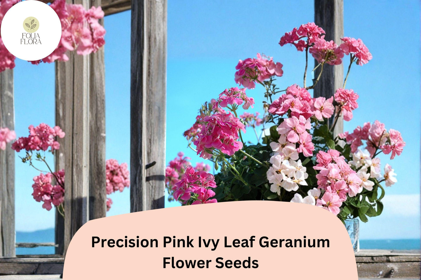 25+ Precision Pink Ivy Leaf Geranium Seeds | Trailing Geranium | Pink Blooms for Hanging Baskets & Garden Containers