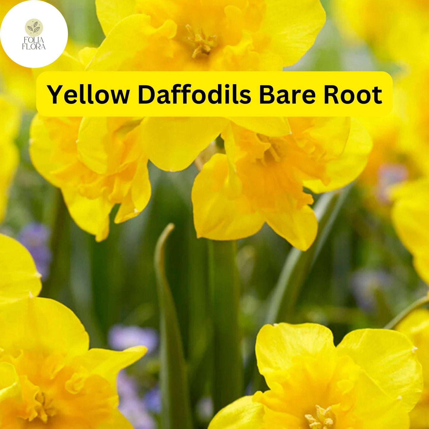 20 Live Perennial Bare Root Plants Yellow Daffodils, Narcissus Bulbs, Bright Spring Flowers