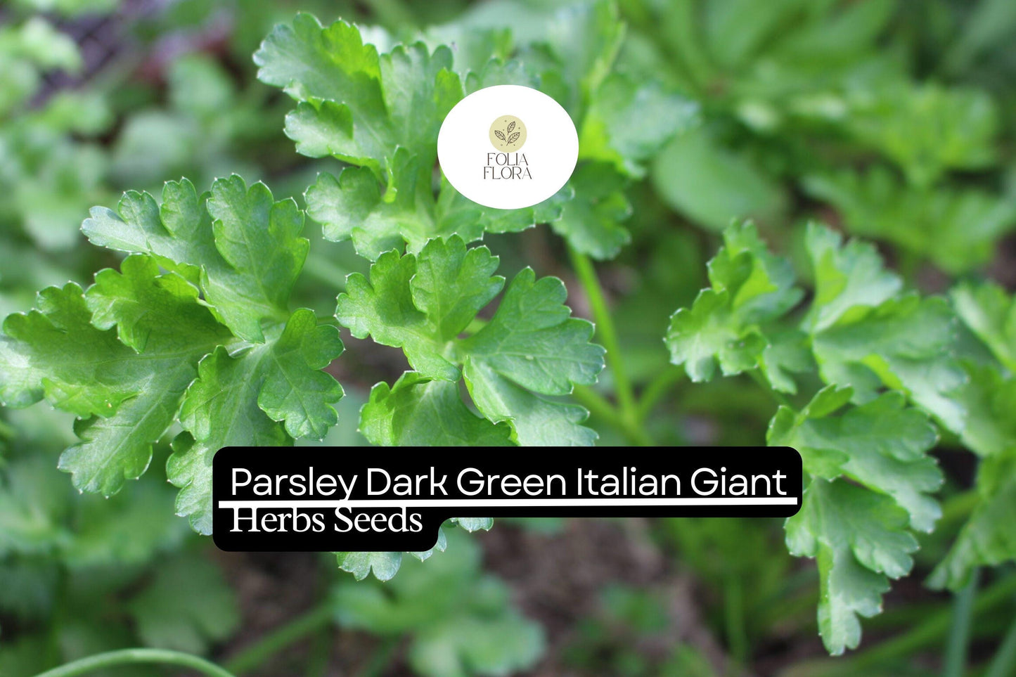 1000 Seeds Parsley Dark Green Italian Giant | Petroselinum crispum | Heirloom, Non-GMO Herb | Robust & Flavorful