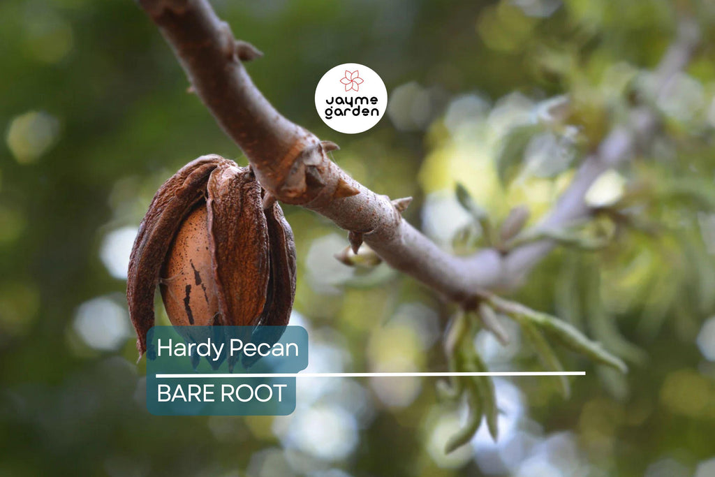 2 Hardy Pecan Tree Seedlings (Bare Root) – Live Nut Trees for Planting