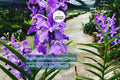 Papilionanda Ernest Chew "Cerulean Treasure" Orchid Flowering Size, Light Blue Blooms