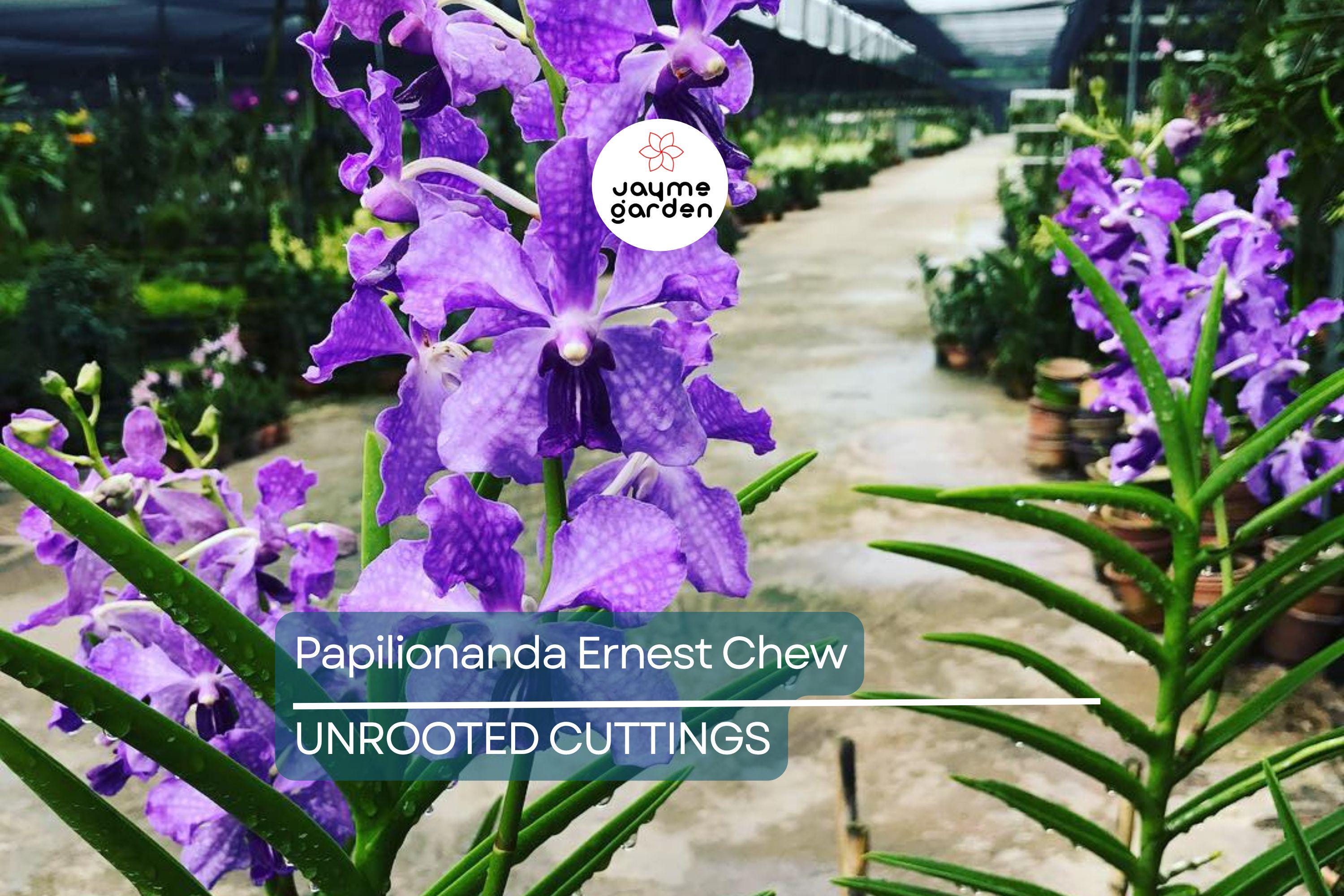 Papilionanda Ernest Chew "Cerulean Treasure" Orchid Flowering Size, Light Blue Blooms