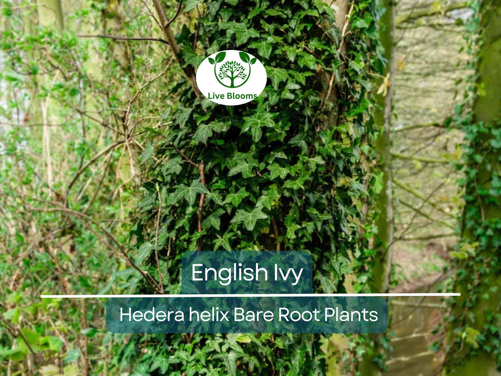 12 English Ivy Live Bare Root Plants - Groundcover - Hedera helix, Super Hardy, Fast Growing, Evergreen Vine