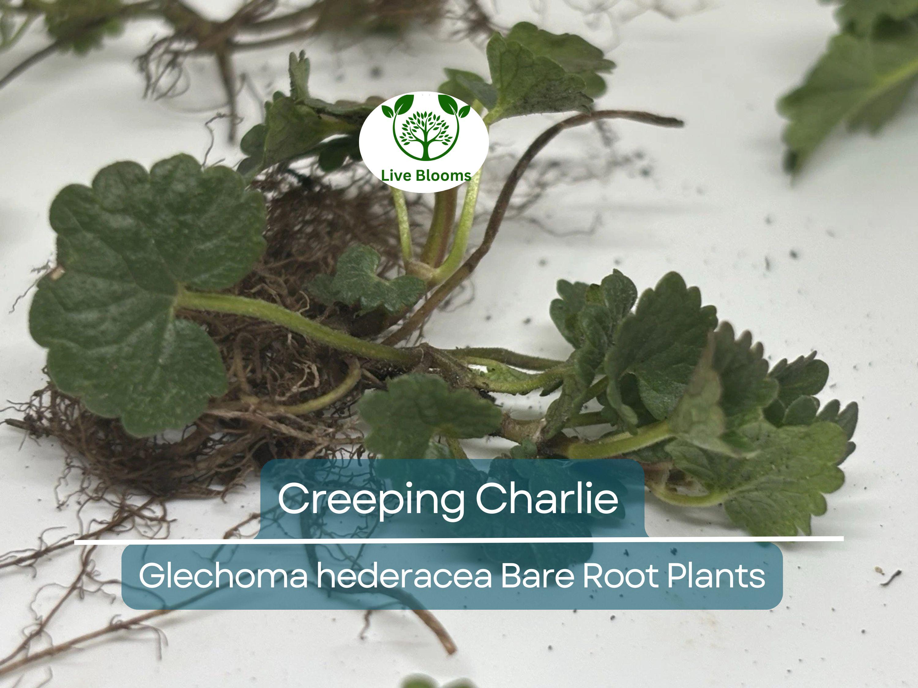 10 Creeping Charlie Vines – Bare Root Plants – Glechoma hederacea – Evergreen Groundcover – Fast-Spreading Shade Vine