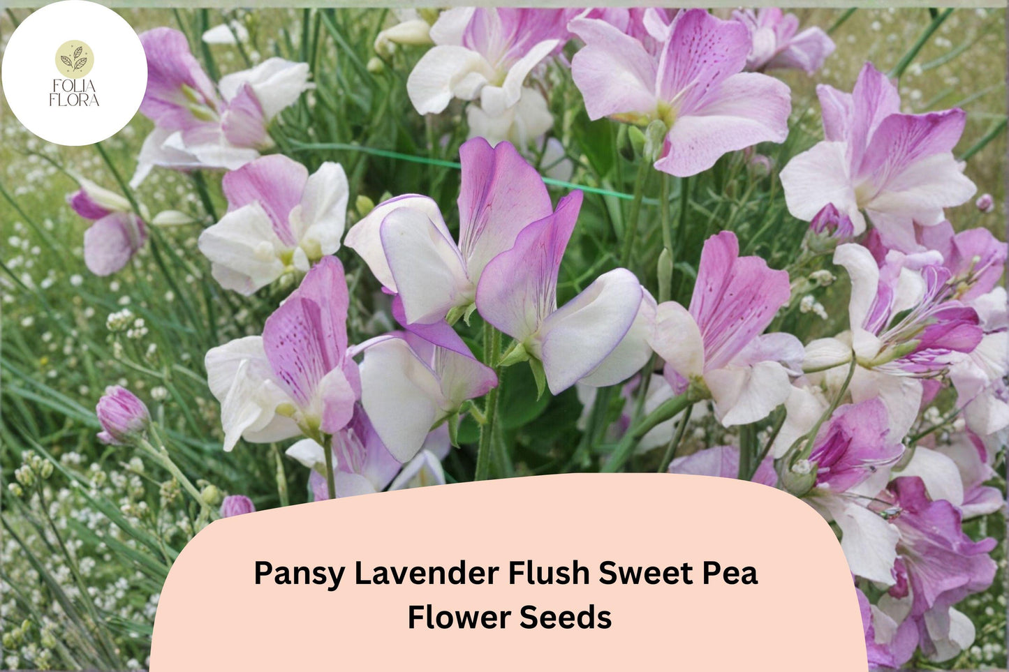 50+ Pansy Lavender Flush Semi-Dwarf Sweet Pea Seeds | Compact Lavender Flowers for Garden & Trellis