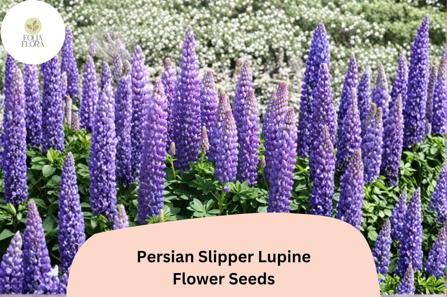 25+ Persian Slipper Lupine Seeds | Purple Lupinus | Elegant Spring Bloom Spikes for Garden Planting