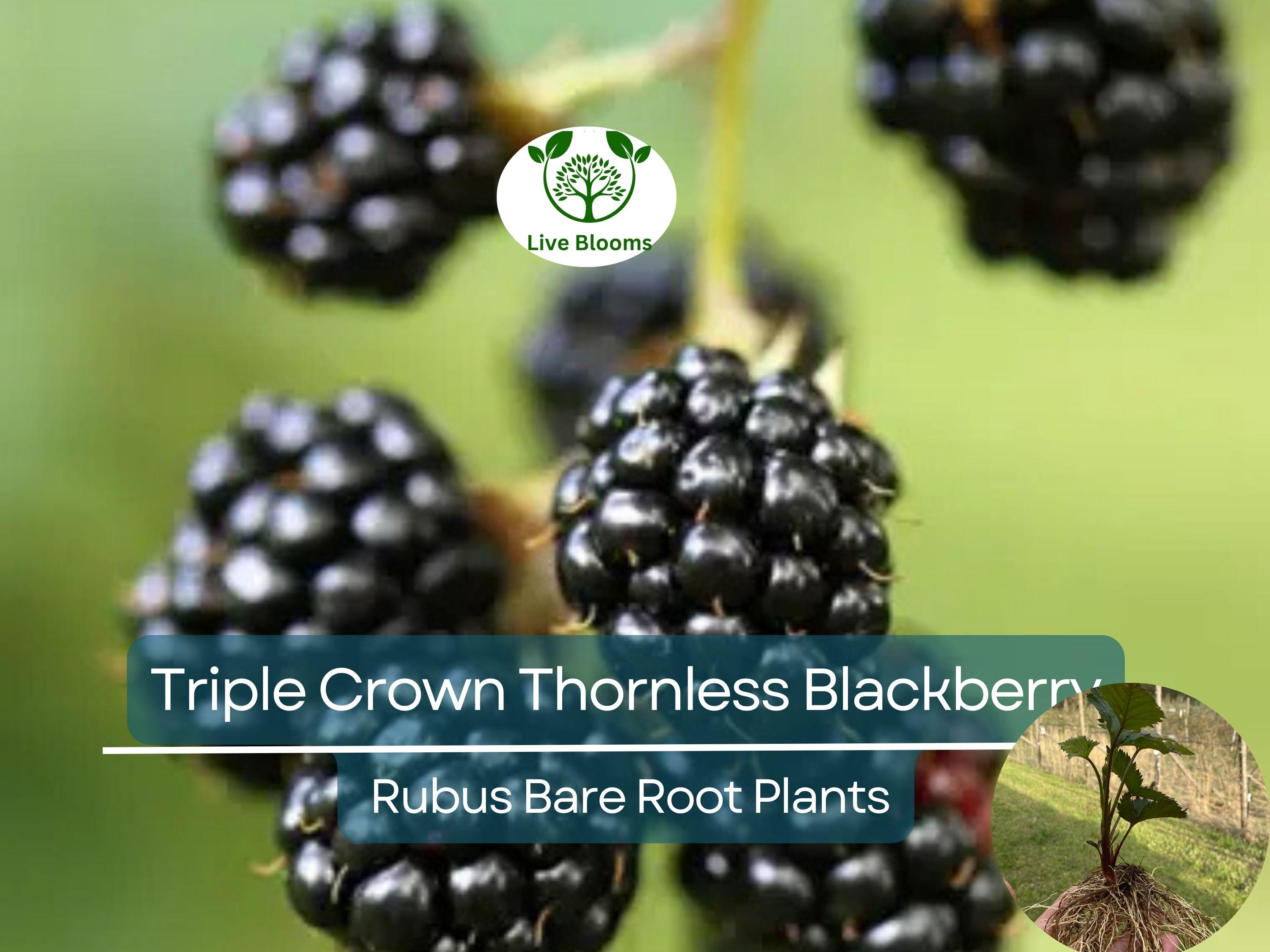 3 Bare Root Triple Crown Thornless Blackberry Plants - Rubus fruticosus, High Yield, Sweet Large Fruit, Non-GMO, Cold Hardy