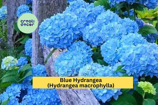Blue Hydrangea – Live Rooted Cutting 3–8" Tall, Hardy Flowering Shrub Starter Plant with Large Blue Blooms for Garden or Containers