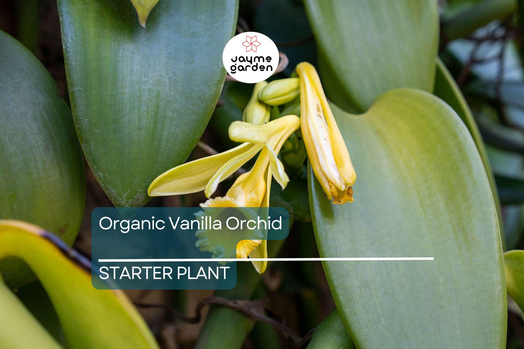 Organic Vanilla Orchid | Vanilla Planifolia Starter Plant | Live Potted Plant