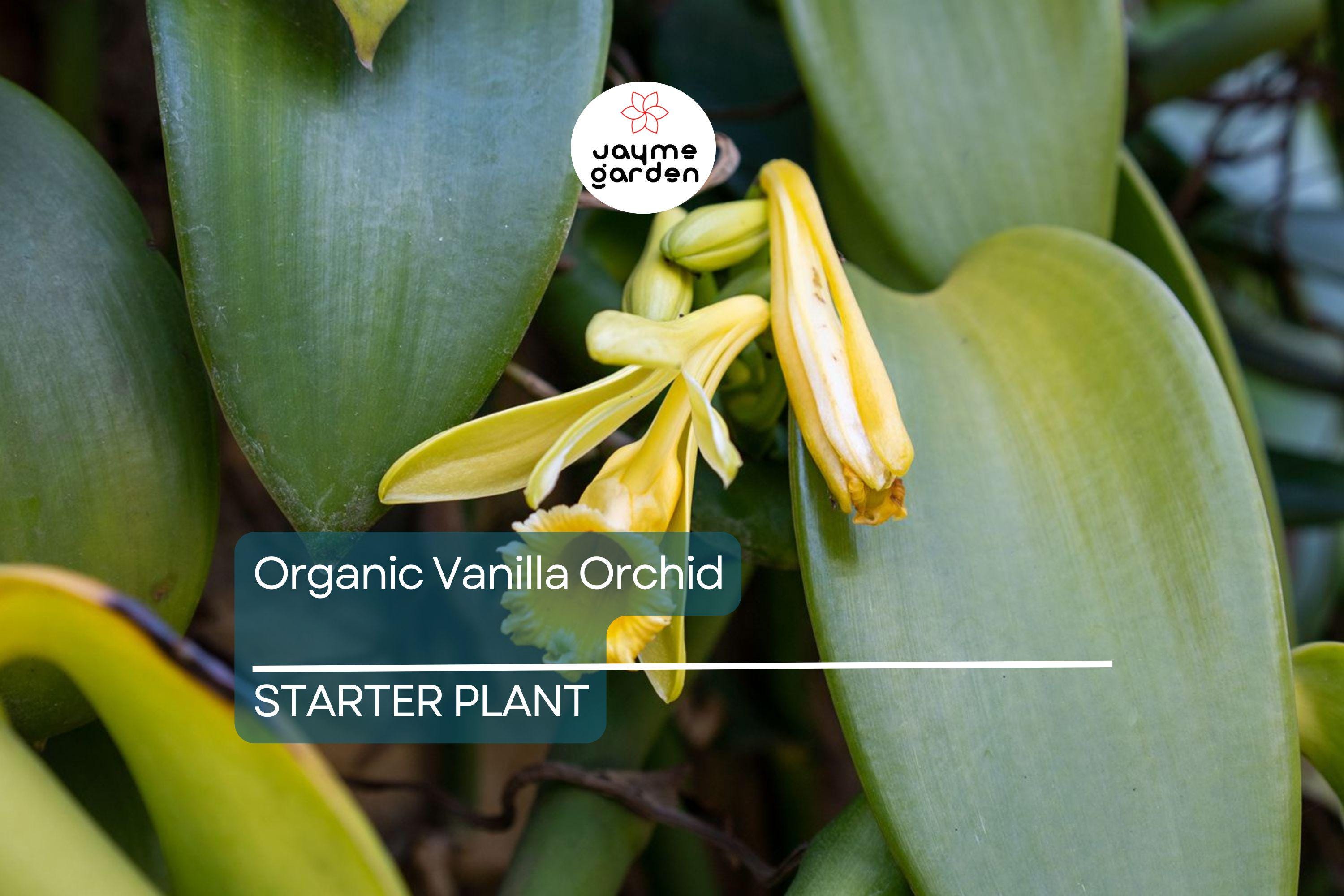 Organic Vanilla Orchid | Vanilla Planifolia Starter Plant | Live Potted Plant