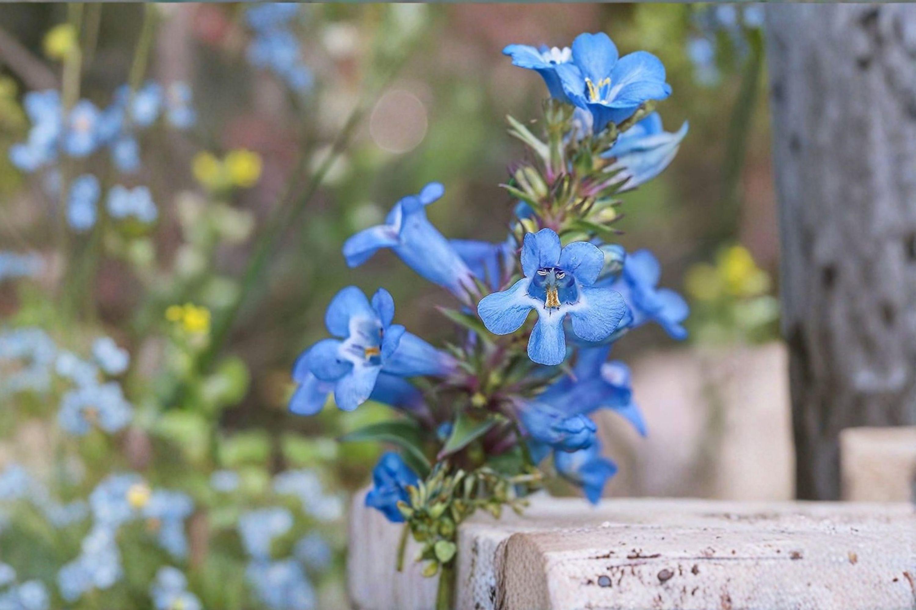 Penstemon angustifolius – Pagoda Penstemon 50 Seeds | Native Prairie Perennial | Blue-Purple Blooms | Drought-Tolerant Pollinator Plant