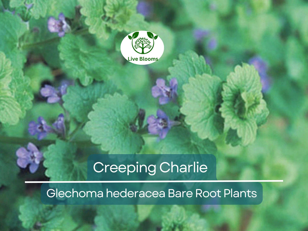 10 Creeping Charlie Vines – Bare Root Plants – Glechoma hederacea – Evergreen Groundcover – Fast-Spreading Shade Vine