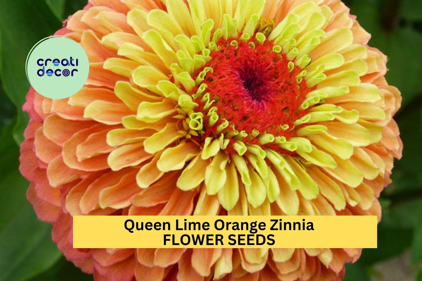 100+ Queen Lime Orange Zinnia Seeds – Unique Bicolor Blooms for Garden Planting, Bold Cut Flowers for Beds & Bouquets – USA