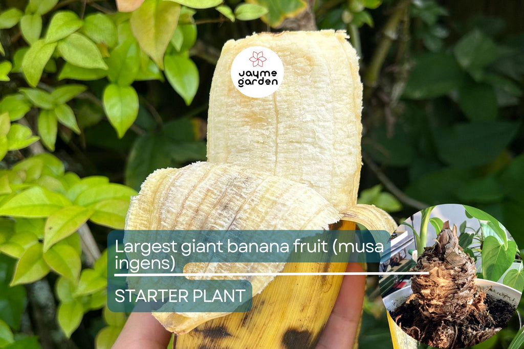 Largest Giant Banana Seedlings (Musa ingens) Live Fruit Starter Plant – Towering Tropical Wonder