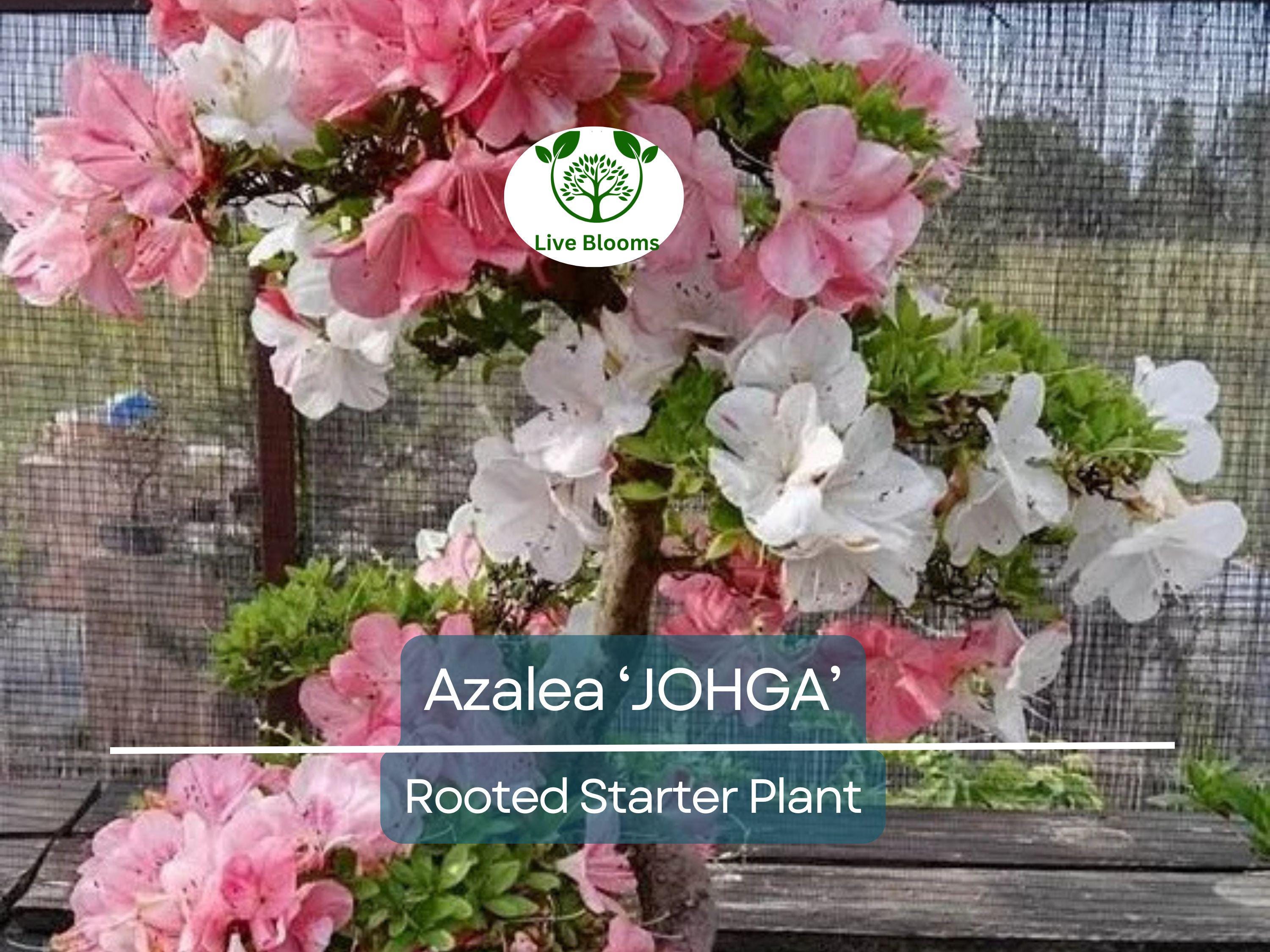 1 JOHGA Azalea Rhododendron Deciduous Rooted Starter Plant - Multi-Color Blooms, Hardy Rhododendron, Perfect for Garden Landscaping