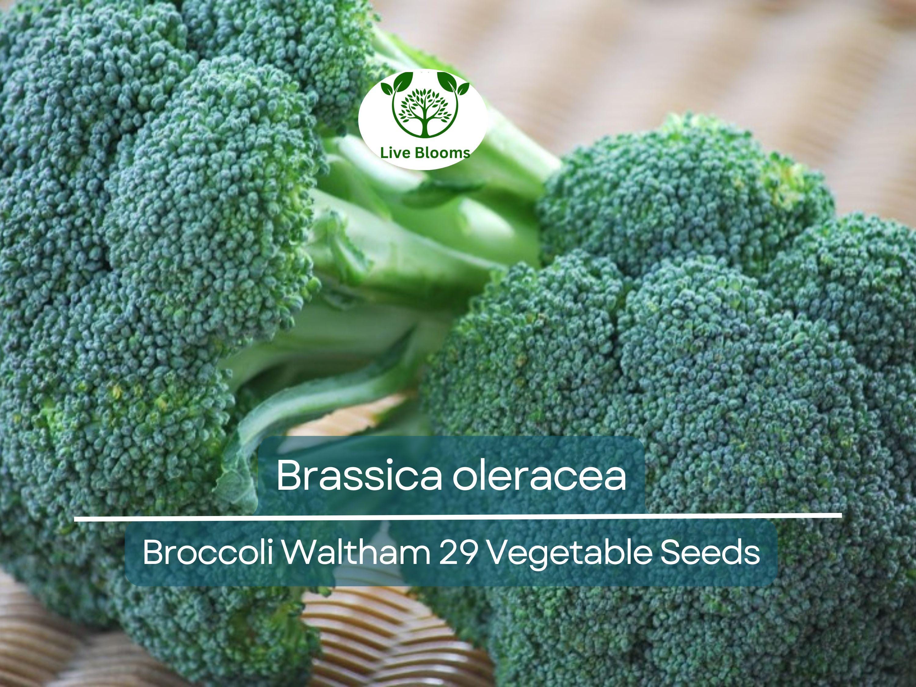 300 Seeds Broccoli Waltham 29 - Brassica oleracea | Heirloom Broccoli Seeds for Planting, Gardening & Delicious Harvests