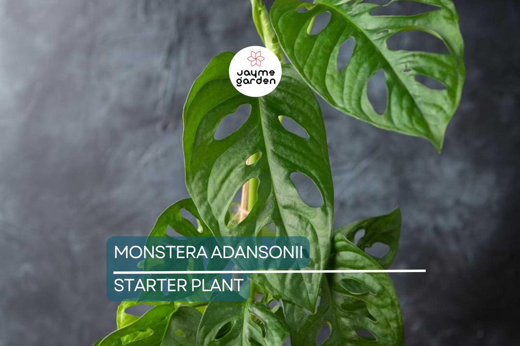 Monstera Adansonii (Swiss Cheese Plant) Live Starter Plant Easy Care, Climbing Tropical Beauty | 6" Cutting