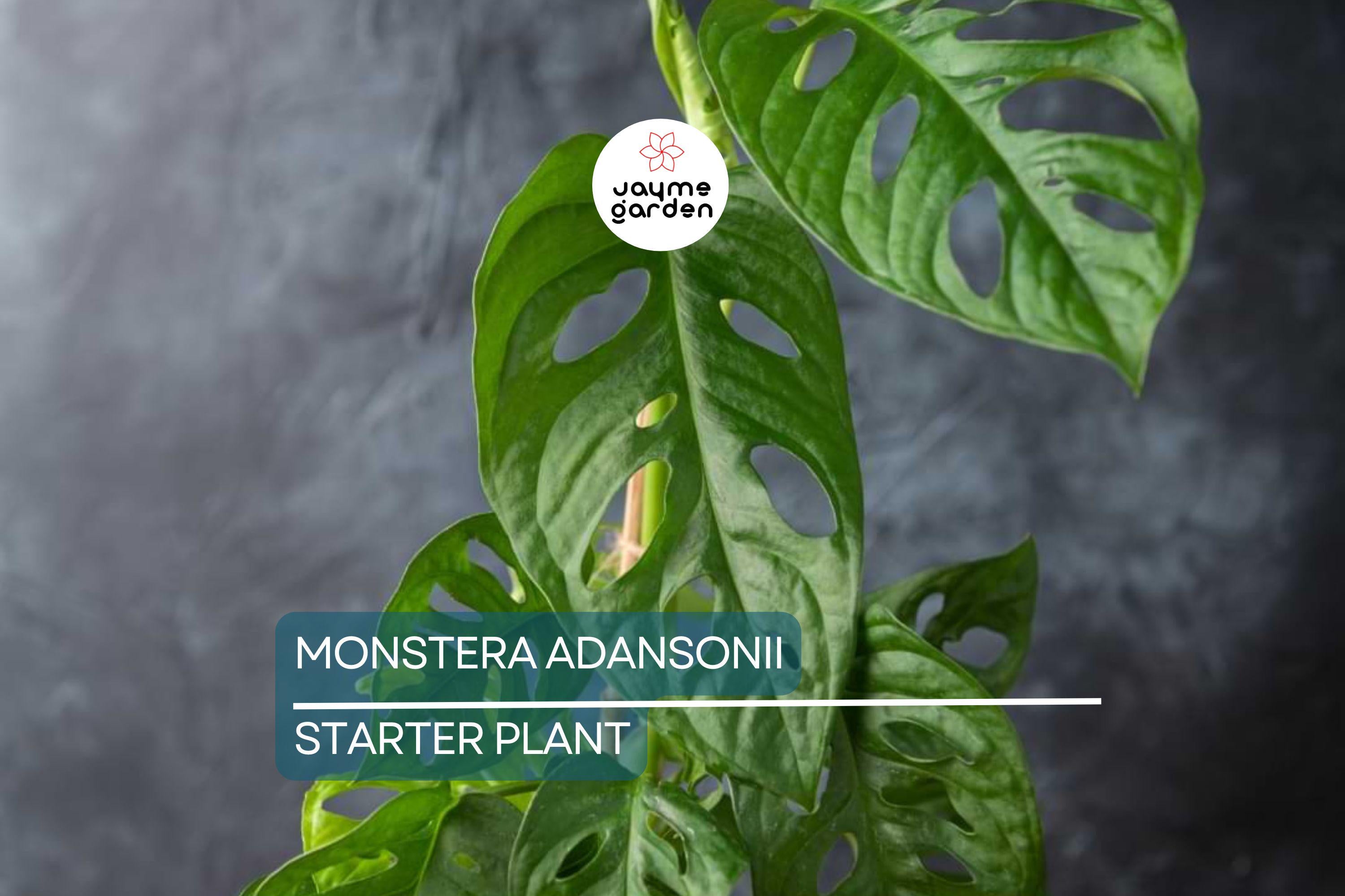 Monstera Adansonii (Swiss Cheese Plant) Live Starter Plant Easy Care, Climbing Tropical Beauty | 6" Cutting