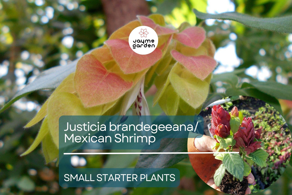 Justicia brandegeeana Mexican Shrimp Starter Plant - Red Maroon Blooms, 5-7 Inches Tall - Tropical Beauty for Gardens & Containers