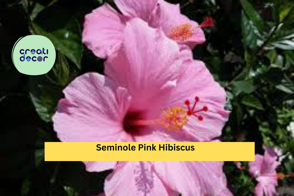 Seminole Pink Hibiscus Live Plant – Hibiscus rosa-sinensis – 5” Tall Starter, Tropical Flowering Shrub for Garden or Patio