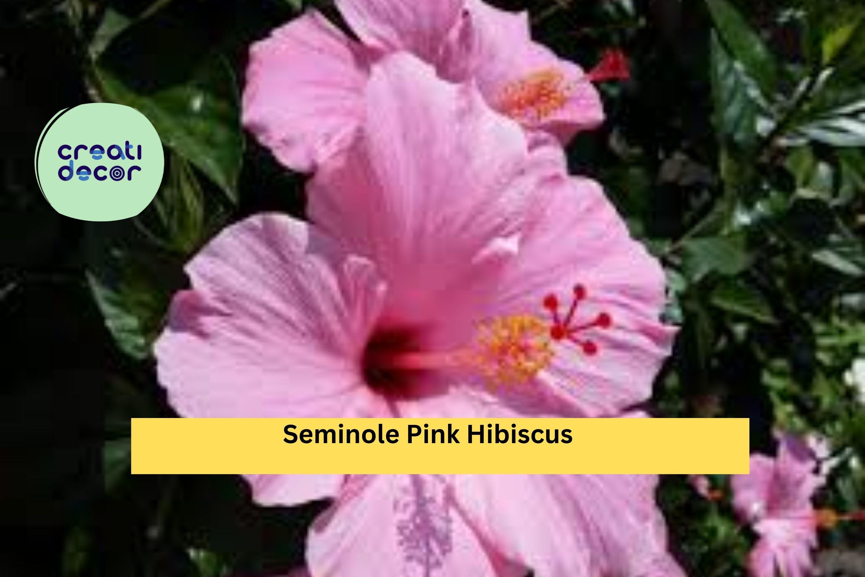 Seminole Pink Hibiscus Live Plant – Hibiscus rosa-sinensis – 5” Tall Starter, Tropical Flowering Shrub for Garden or Patio