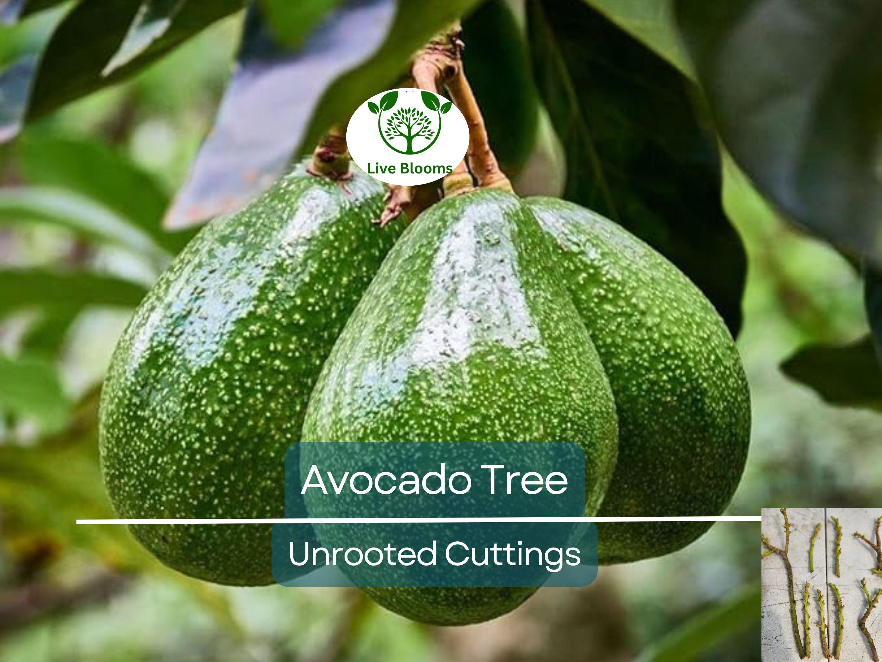 5 Rare Cleopatra Avocado Unrooted Cuttings Scions, Wax Dipped, Persea americana, Fruit Tree, Rare Varieties for Gardening