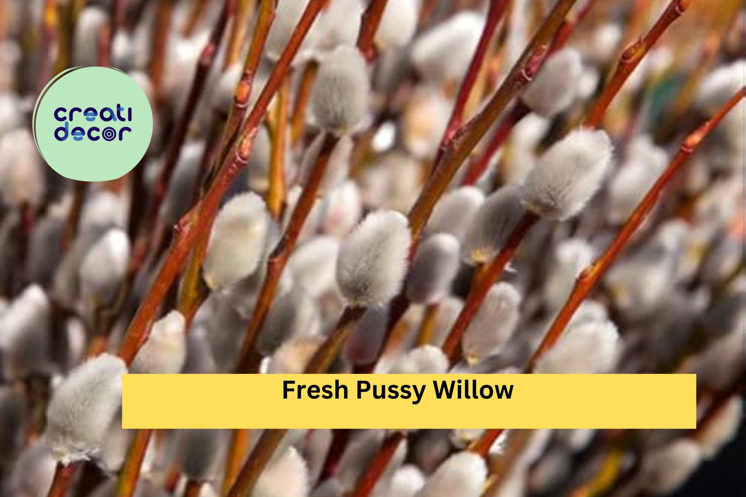 10 Fresh Pussy Willow Cuttings – Unrooted Stems for Planting – Easy to Root Decorative Willow Branches for Home or Garden