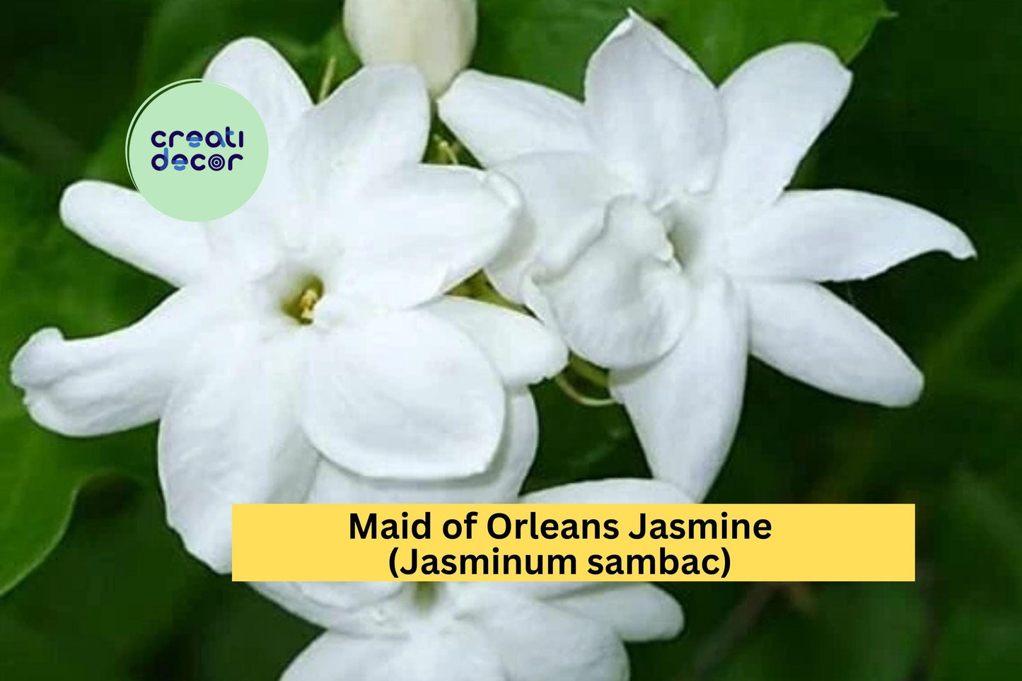 1 Maid of Orleans Jasmine – Jasminum sambac Live Rooted Starter Plant, Fragrant White Blooming Vine/ Shrub for Home & Garden