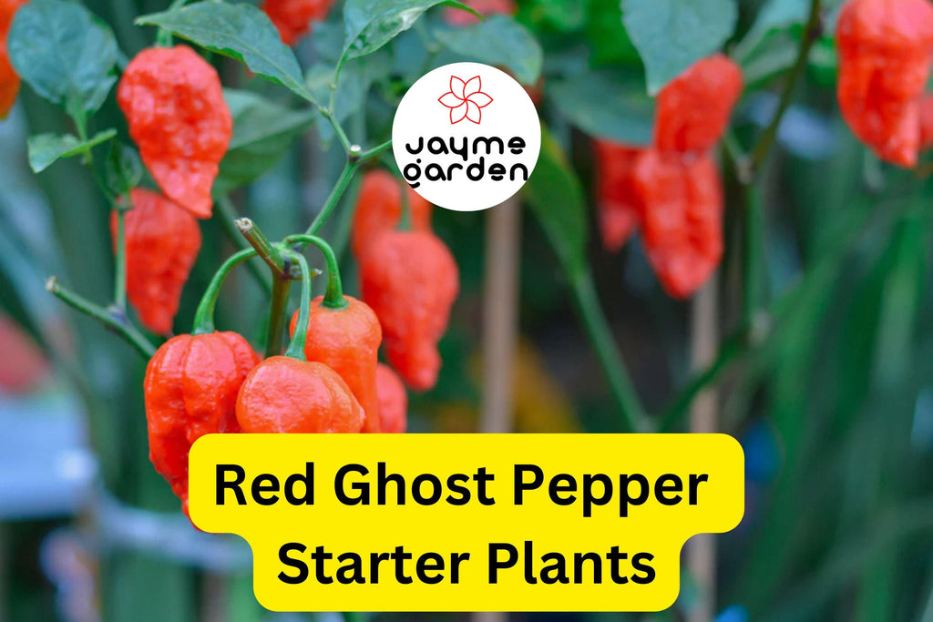 3 Red Ghost Pepper Starter Plants - Super Hot Chili - Bhut Jolokia - Fiery Peppers for Home Gardens, Containers & Spicy Recipes