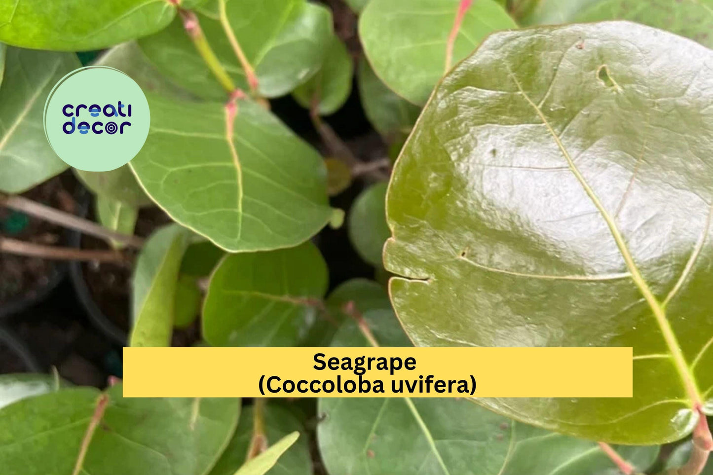 Seagrape (Coccoloba uvifera) – Live Tropical Plant in 6” Pot – Coastal Shrub or Small Tree with Round Green Leaves
