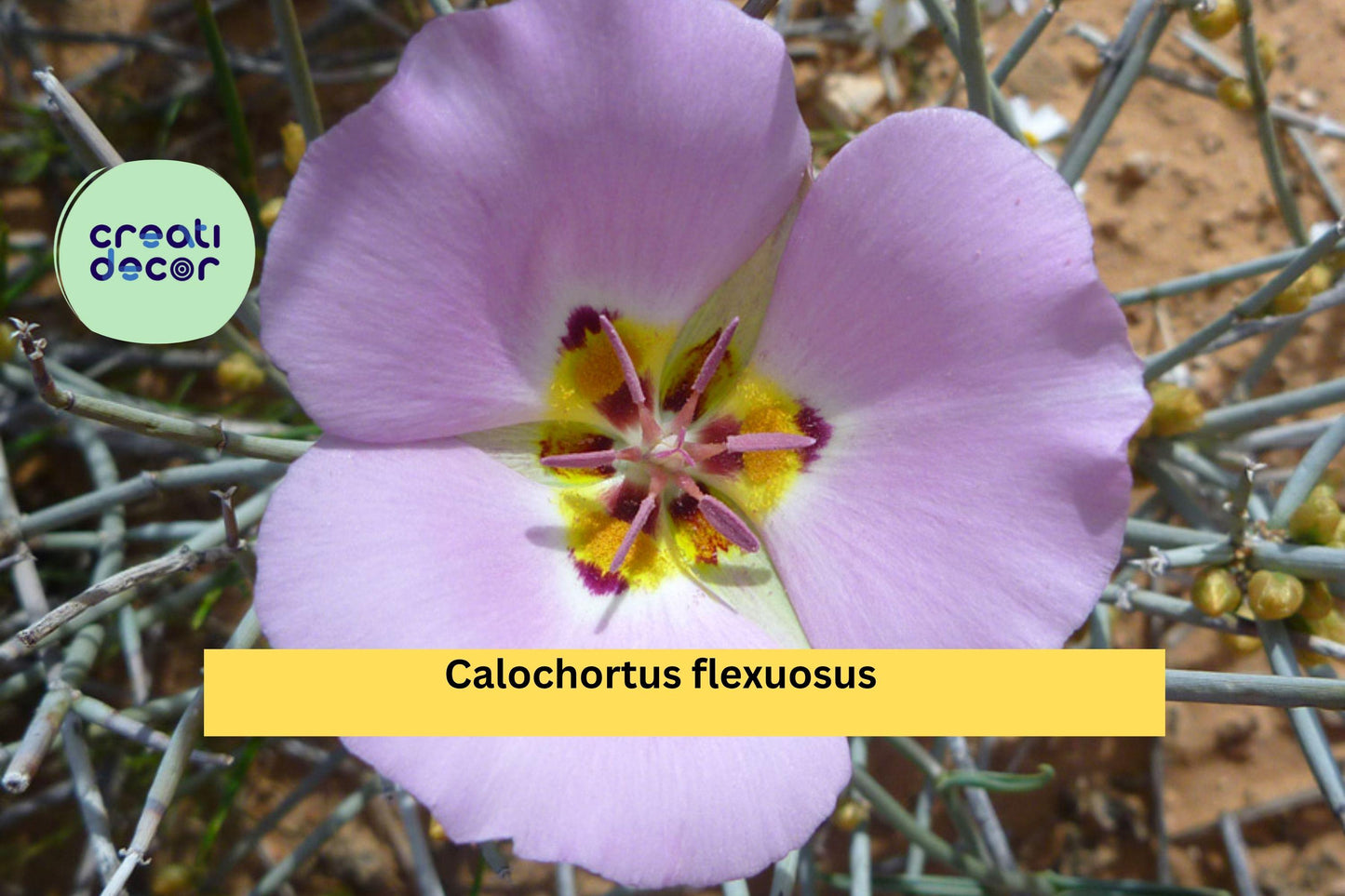 Calochortus flexuosus Seeds (30) – Desert Mariposa Lily, Native Wildflower, Rare Perennial Bulb, Drought-Tolerant, Pink Blooms