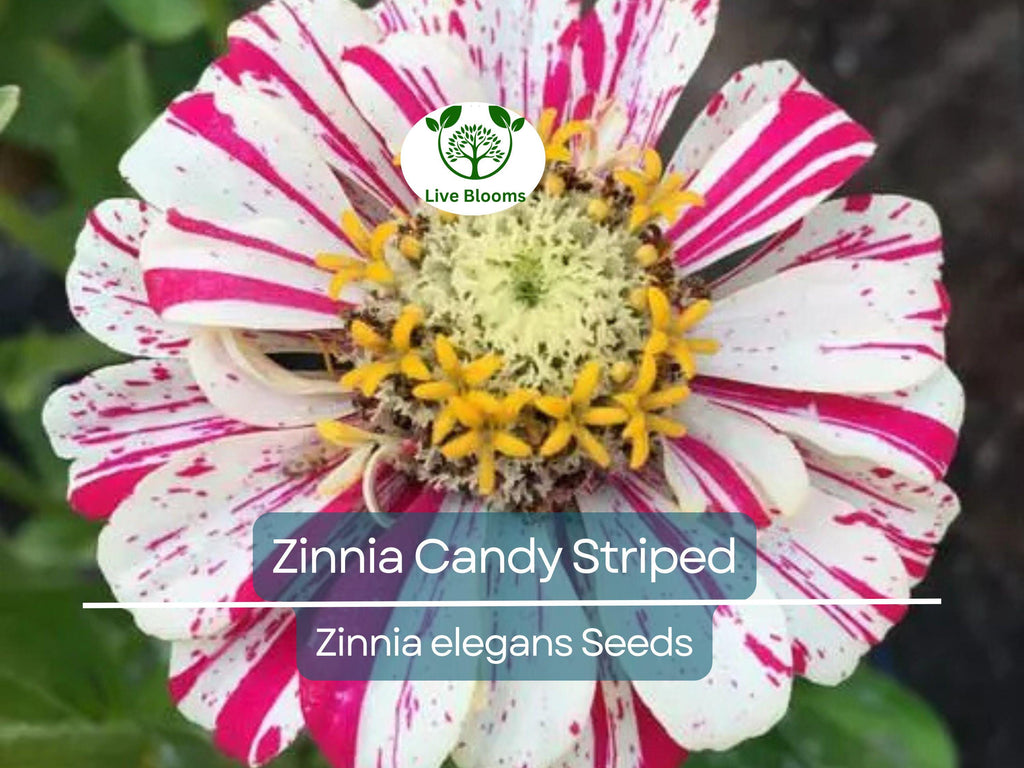 150 Seeds Zinnia Candy Striped Heirloom Double Flowers, Striped Blooms, Non-GMO, Vibrant Garden Accent, Perfect for Cut Flowers