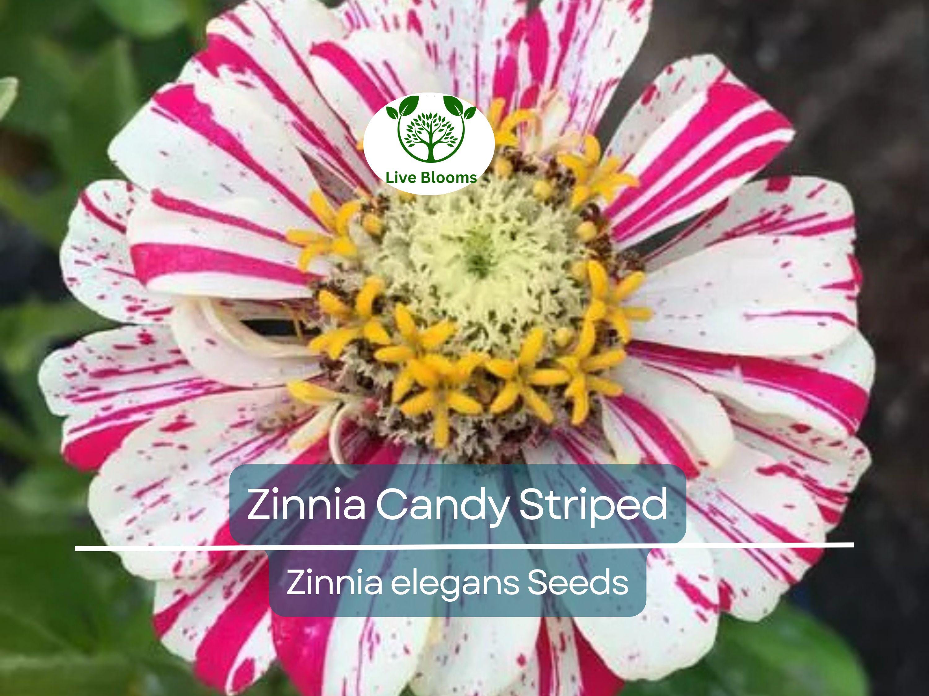 150 Seeds Zinnia Candy Striped Heirloom Double Flowers, Striped Blooms, Non-GMO, Vibrant Garden Accent, Perfect for Cut Flowers