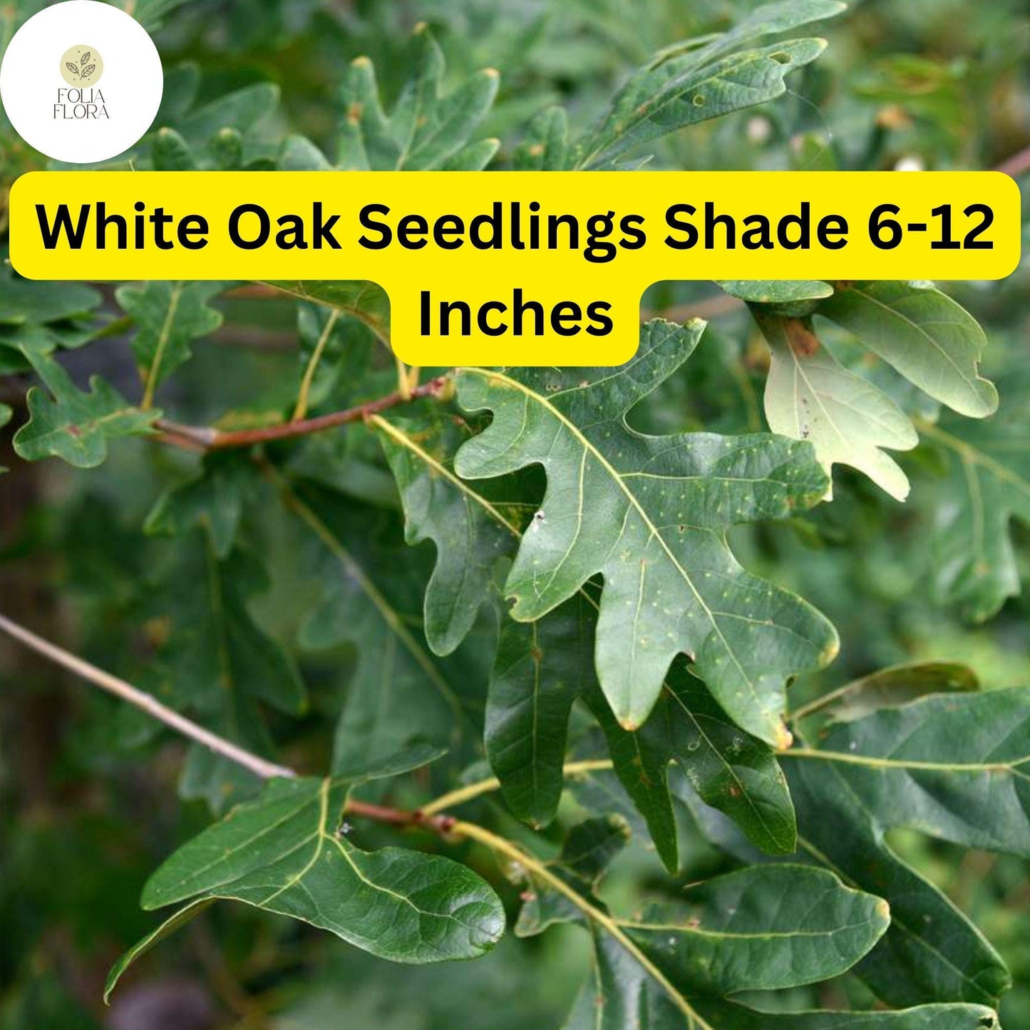 5 White Oak Trees, Quercus alba, Live Plants, Bare Root Seedlings, Shade Trees 6-12 Inches Tall