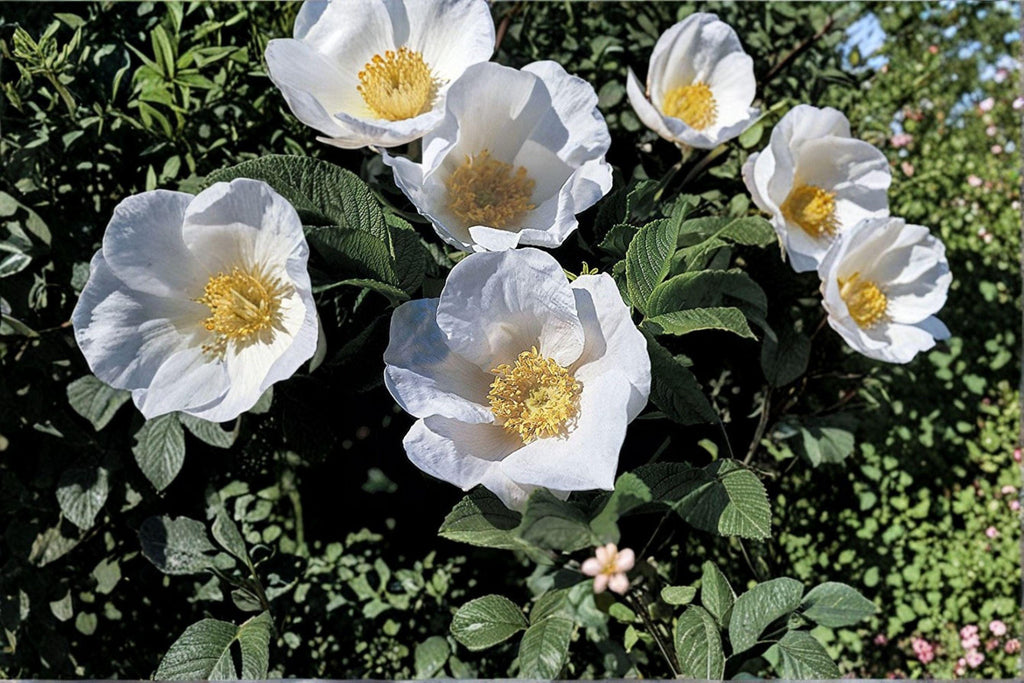 White Beach Rose Seeds – Rosa rugosa alba | 25 Seeds | Hardy Fragrant Japanese Flower