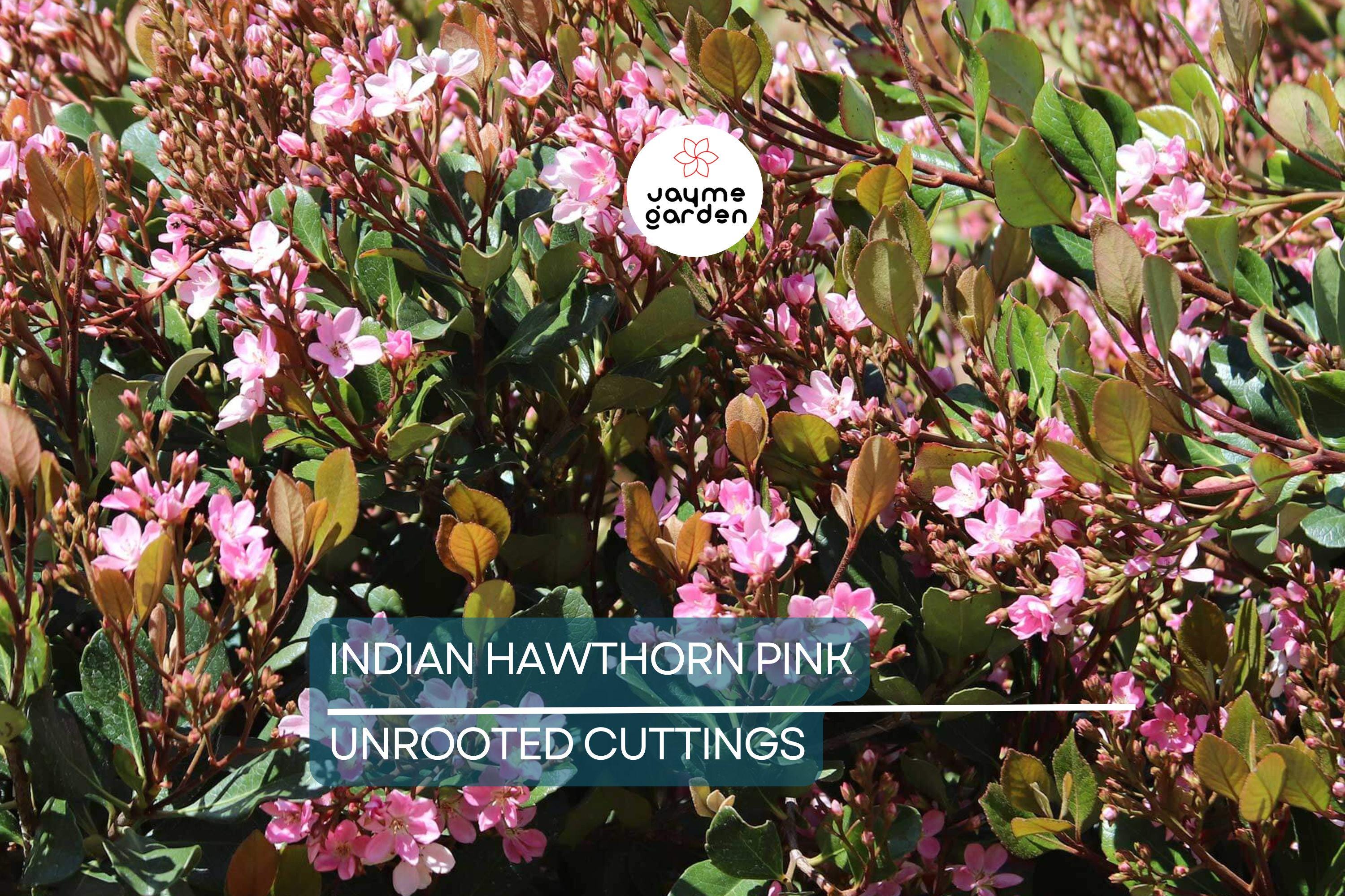 Indian Hawthorne Pink Dancer Cuttings - 7 Live 6" Flowering Shrubs, Evergreen, Fast-Growing, USDA Zones 7-11
