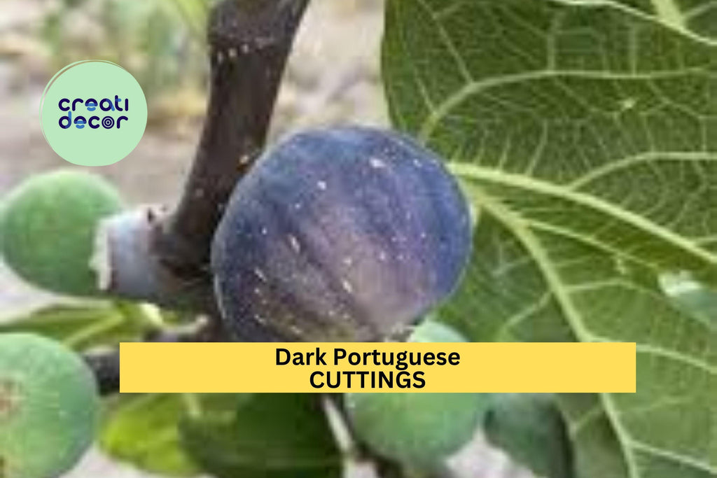 1 Dark Portuguese Fig Cutting – 8”+ Unrooted Stem with 3+ Nodes | Ficus carica Variety for Propagation in Gardens, Orchards, or Pots