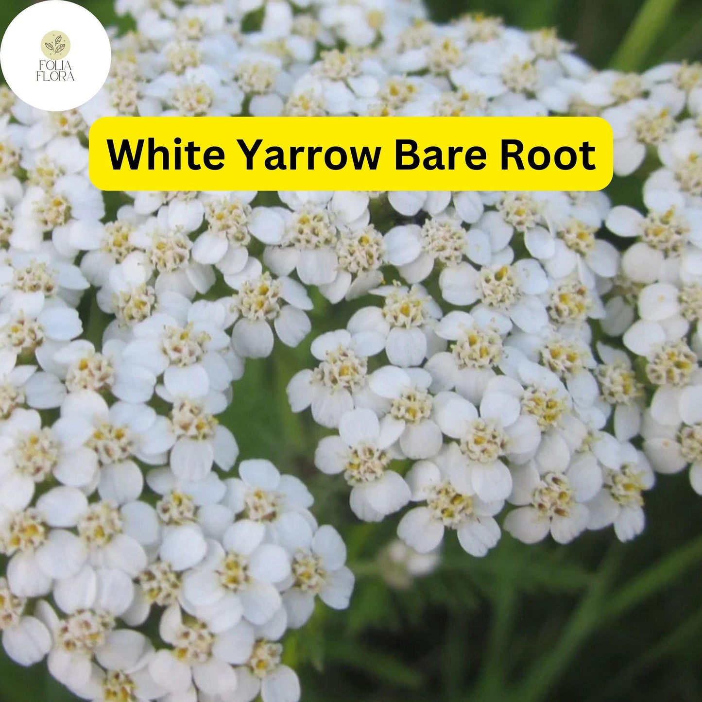 1 White Yarrow, Achillea millefolium, Perennial Bare Root Live Garden Plant