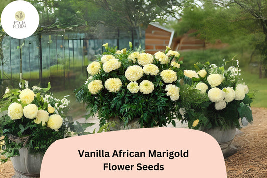 25+ Vanilla African Marigold Seeds | Tagetes erecta | Creamy White Blooms | Tall Summer Annual for Borders, Beds & Cut Flowers