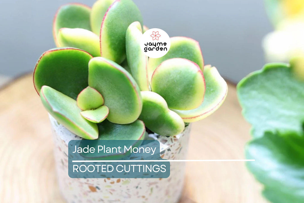 2 Rooted Jade Plants – Money Plant – Live Succulent Crassula Argentea – Easy to Grow – No Pot – Ready to Plant