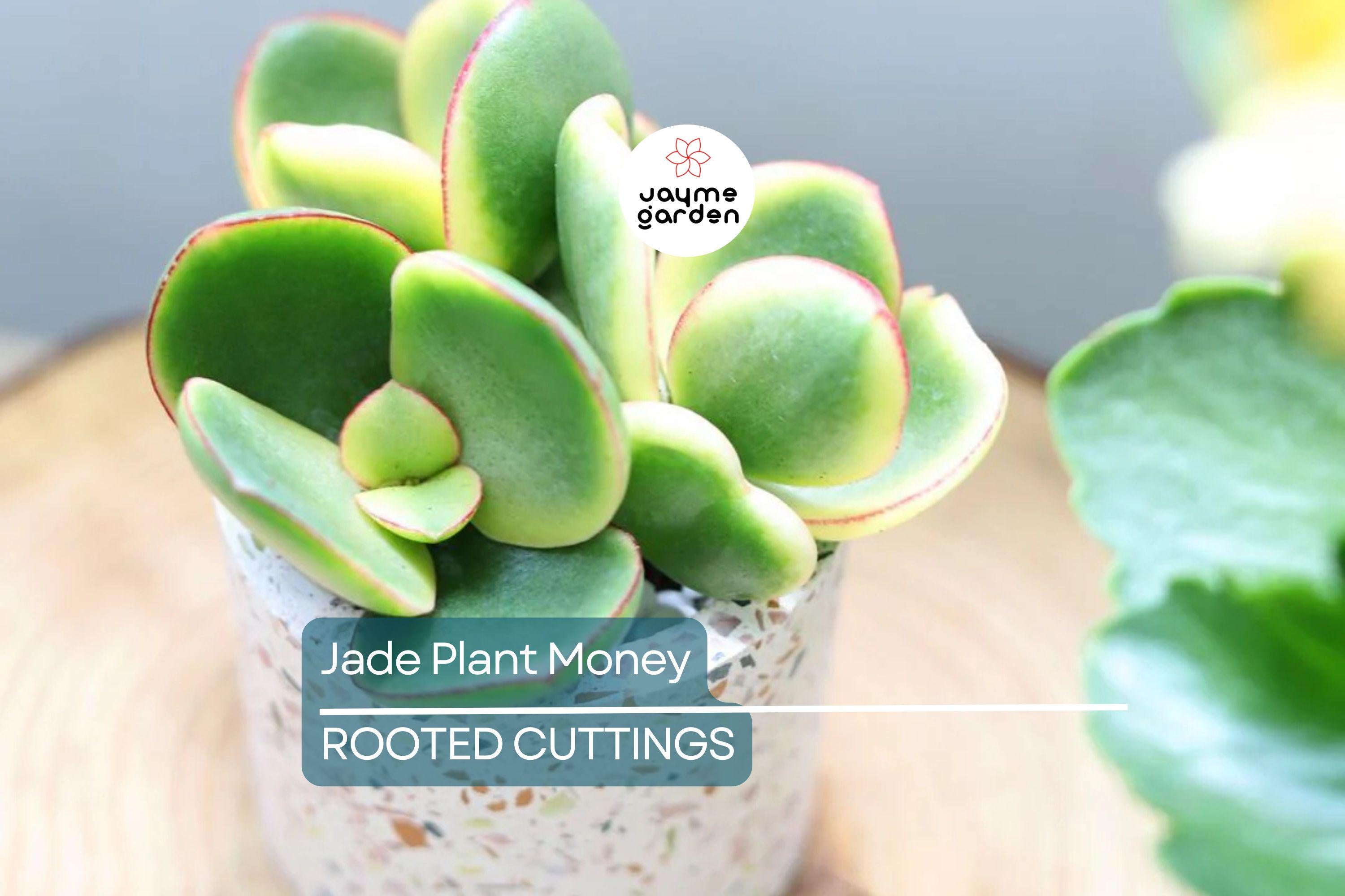 2 Rooted Jade Plants – Money Plant – Live Succulent Crassula Argentea – Easy to Grow – No Pot – Ready to Plant