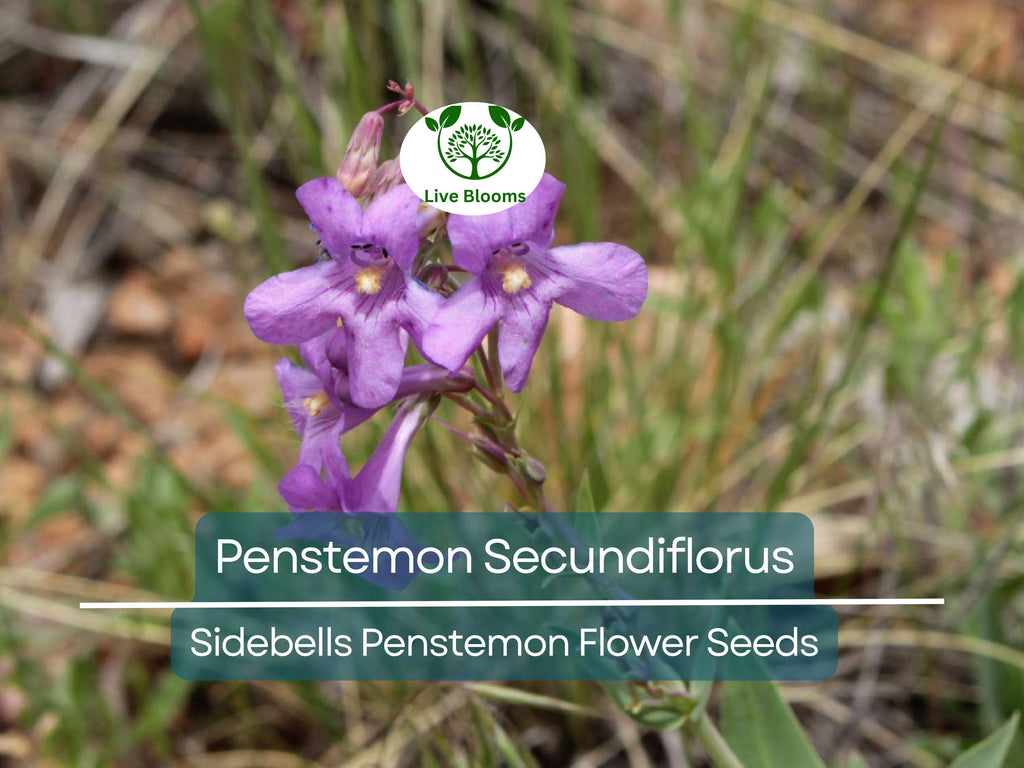 100 mg Seeds Penstemon Secundiflorus (Sidebells Penstemon) for Planting | Drought-Tolerant Native Wildflower for Gardens & Landscapes