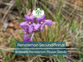 100 mg Seeds Penstemon Secundiflorus (Sidebells Penstemon) for Planting | Drought-Tolerant Native Wildflower for Gardens & Landscapes