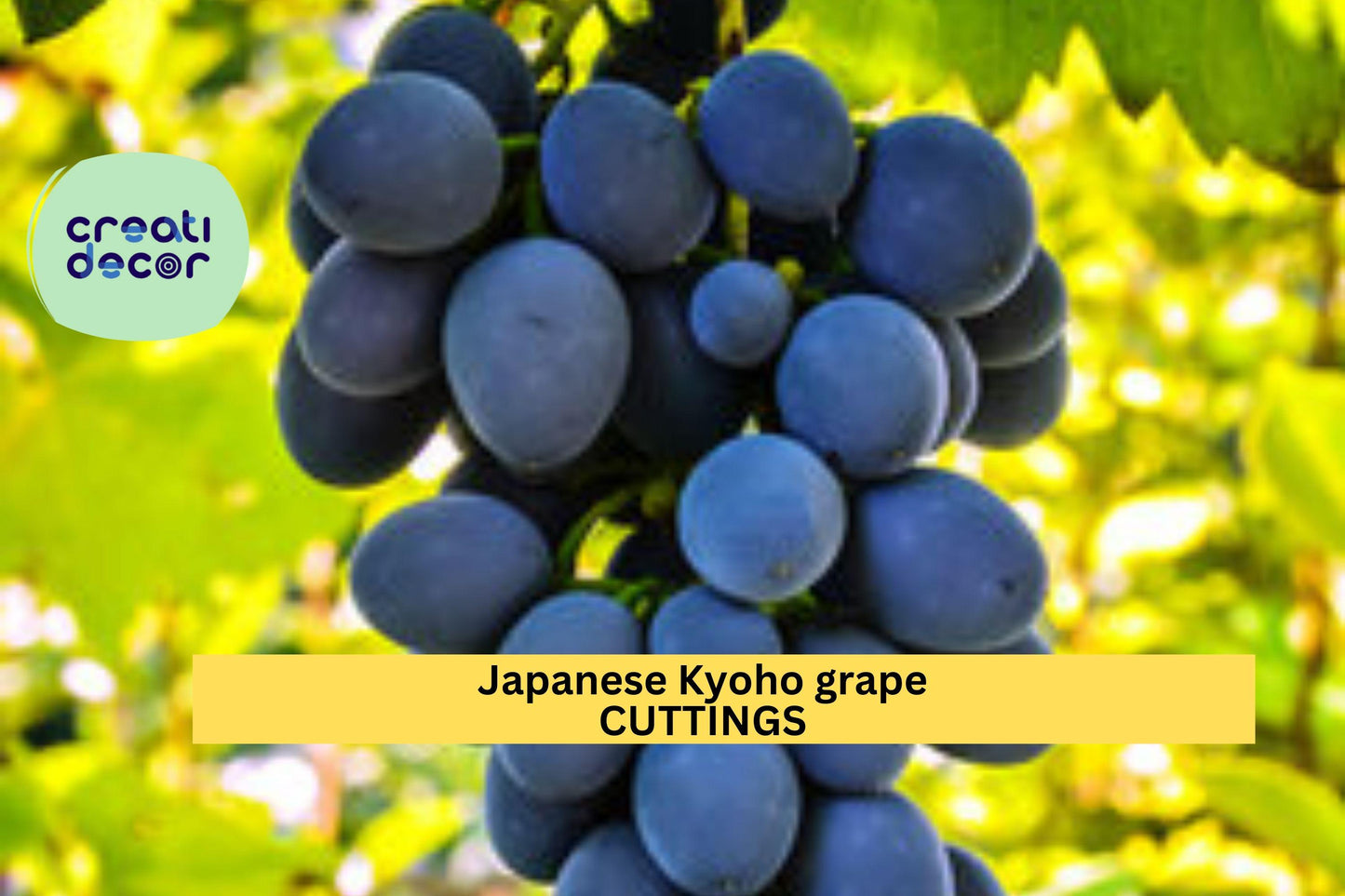 6 Kyoho Grape Cuttings | Japanese Table Grape Scions | 巨峰葡萄 교호포도 | Unrooted Propagation Wood | Sweet Juicy Variety | US Seller