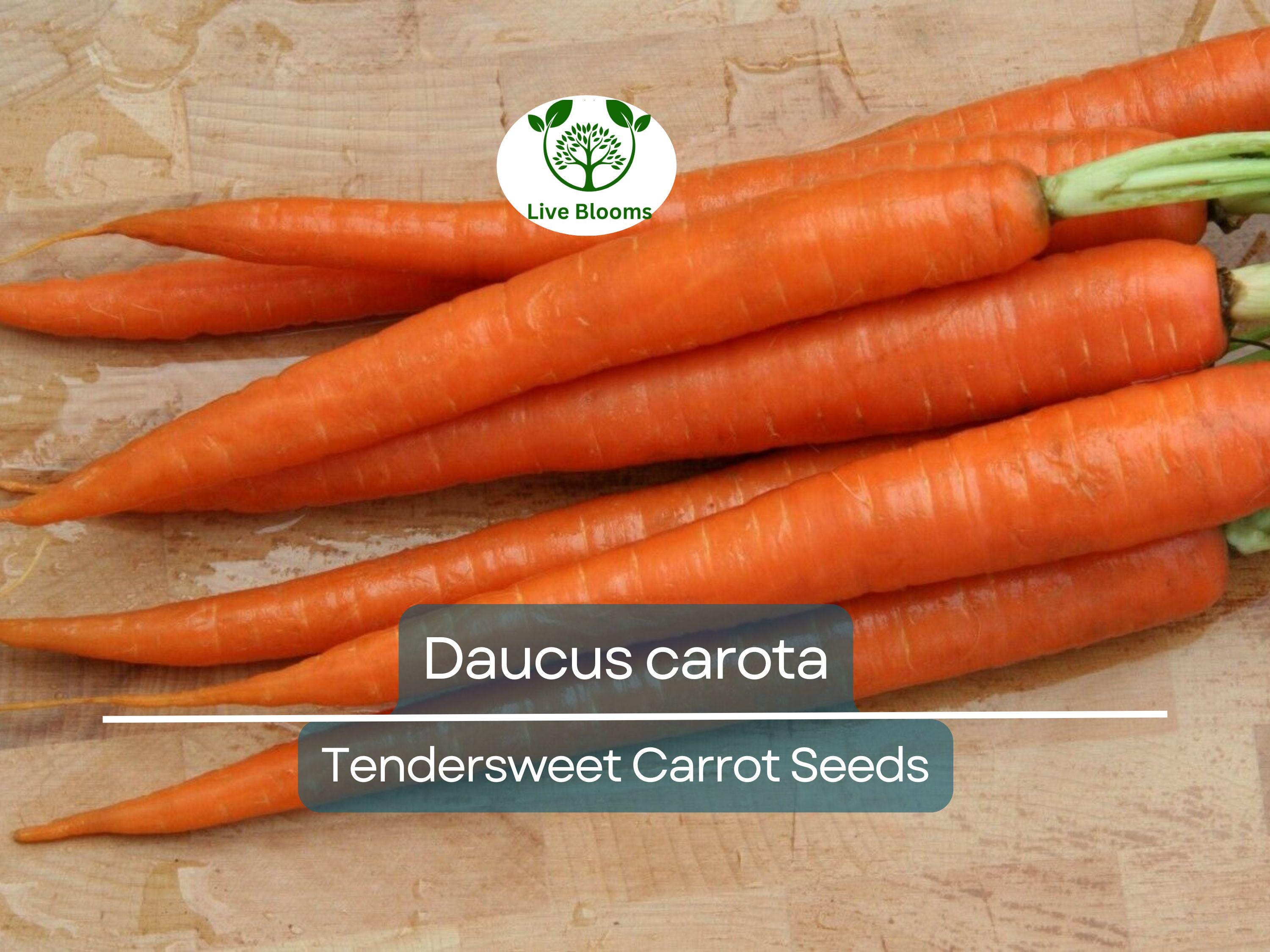 300 Seeds Tendersweet Carrot - Daucus carota | Heirloom Carrot Seeds for Planting, Gardening & Deliciously Sweet Root Harvest