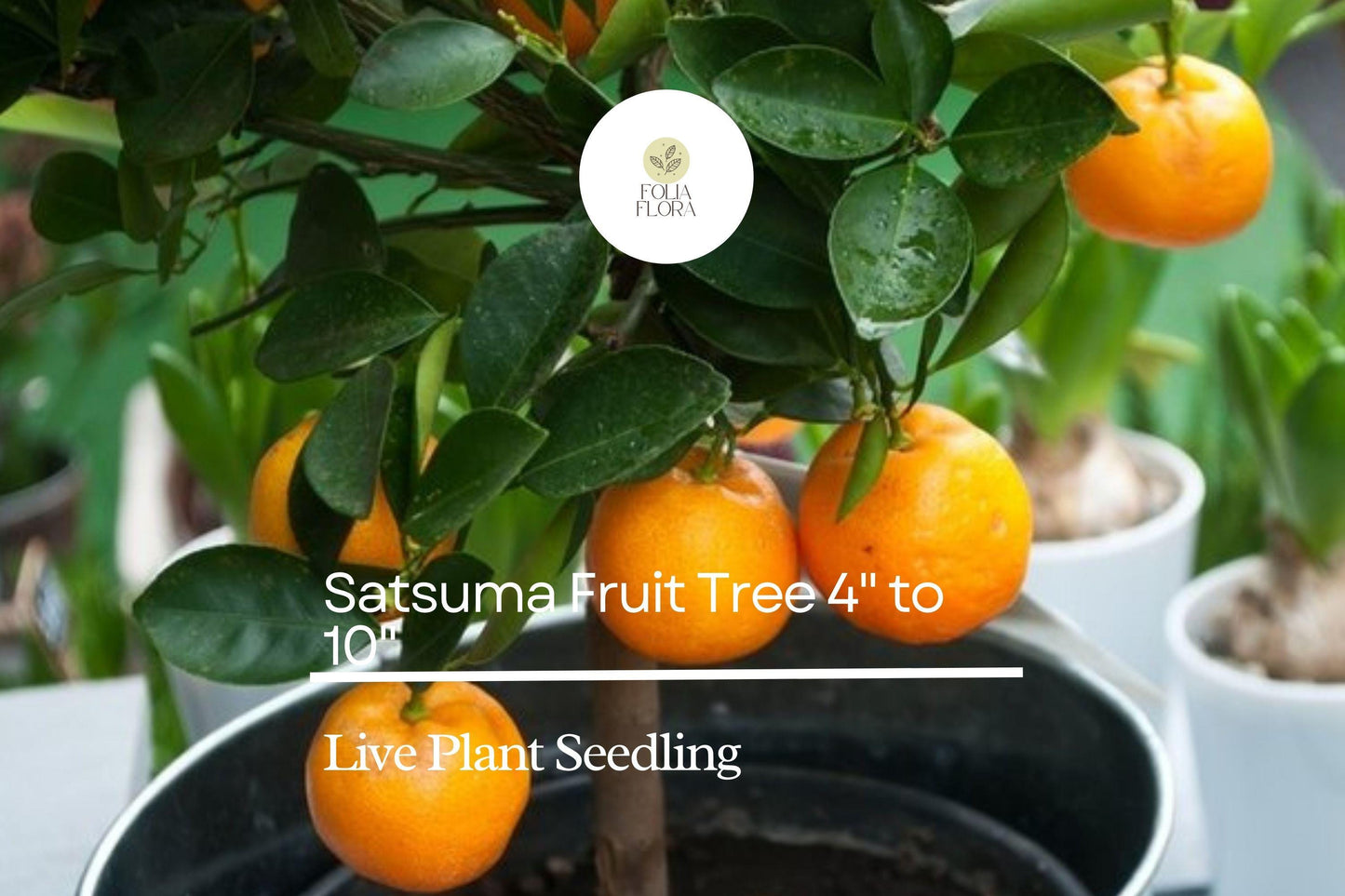 Satsuma Fruit Tree Citrus unshiu Live 4-10 Inch Seedling | Sweet Juicy Bare Root Orange Tree for Planting